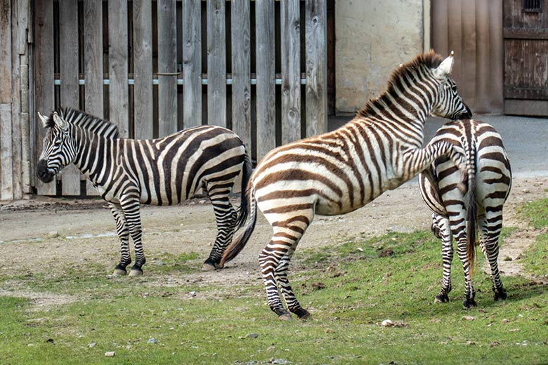 Böhmzebra-Hengst SETH und das männliche Böhmzebra-Jungtier TANO mit seiner Böhmzebra-Mutter FADILA am 23. April 2024 auf der Afrika-Anlage im Zoologischen Garten Wuppertal