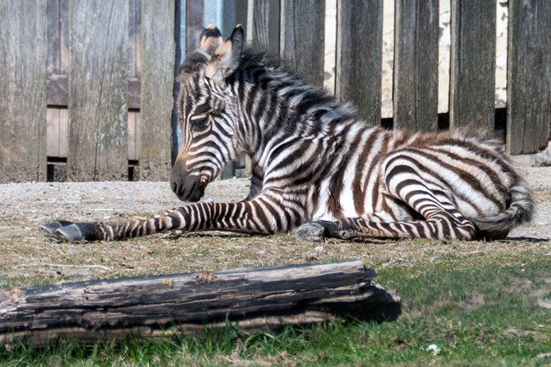 Böhm-Zebra-Jungtierr am Tag seiner Geburt am 3. April 2025 auf der Zebra-Außenanlage im Zoologischen Garten Wuppertal