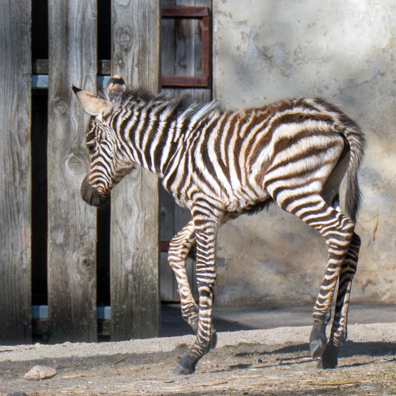 Böhm-Zebra-Jungtier an seinem ersten Lebenstag am 3. April 2025 auf der Zebra-Außenanlage im Wuppertaler Zoo