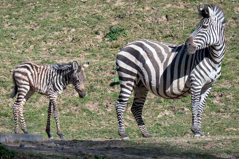 Böhm-Zebra Stute FADILA mit Jungtier am 3. April 2025 auf der Zebra-Außenanlage im Zoo Wuppertal