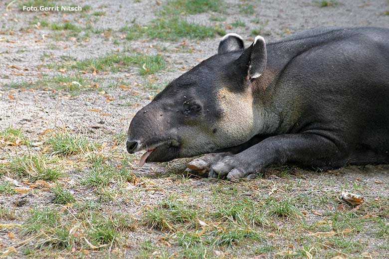 Mittelamerikanischer Tapir am 28. Juli 2006 auf der Außenanlage am Südamerika-Haus (damals noch Tapir-Haus genannt) im Zoologischen Garten Wuppertal (Foto Gerrit Nitsch)