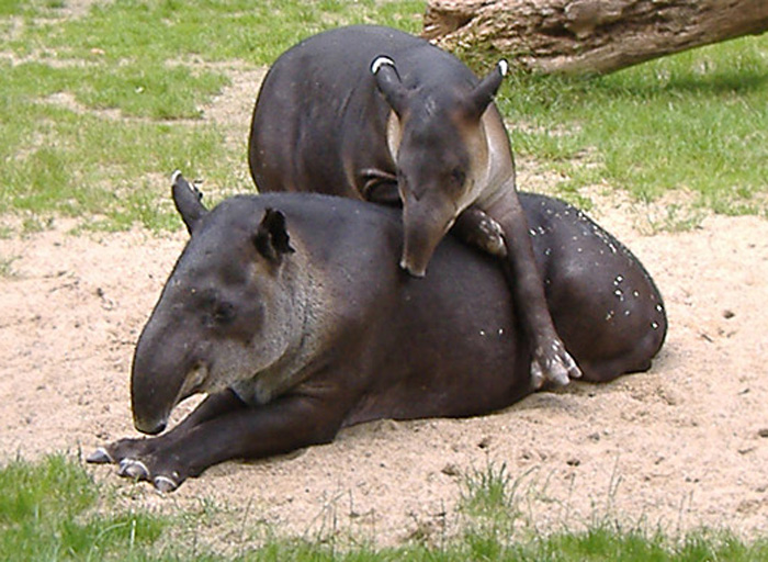 Mittelamerikanische Tapire im Wuppertaler Zoo im Mai 2007