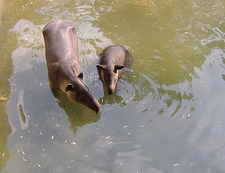 Badende Tapire im Wuppertaler Zoo im Mai 2007