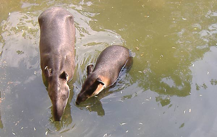 Badende Mittelamerikanische Tapire im Wuppertaler Zoo im Mai 2007