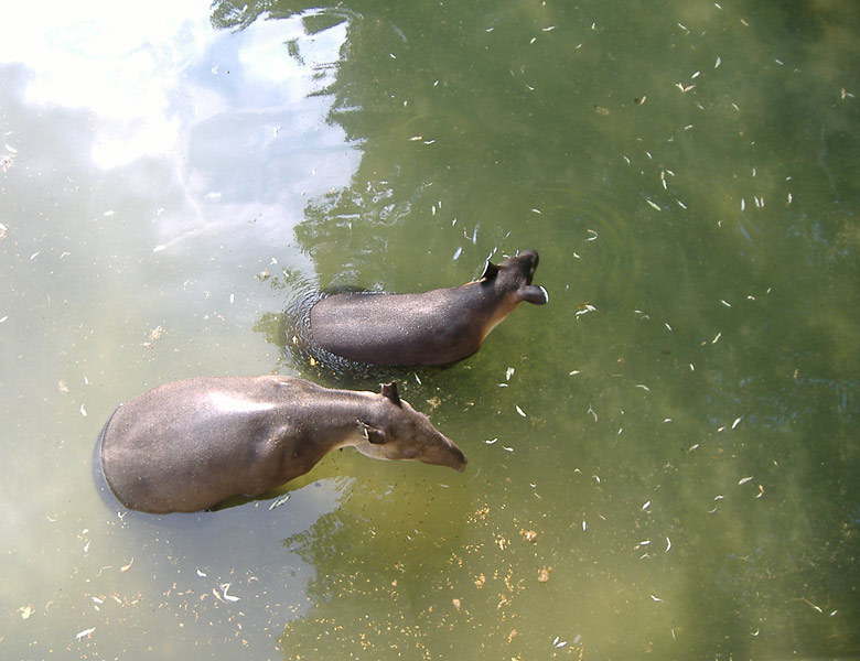 Badende Tapire im Zoo Wuppertal im Mai 2007