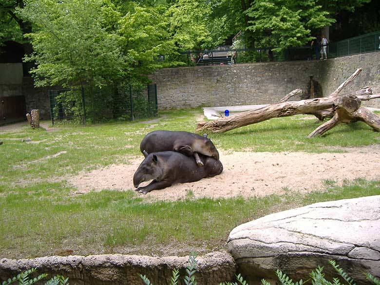 Weiblicher Mittelamerikanischer Tapir mit Jungtier am 24. Mai 2007 auf der Außenanlage am damaligen Tapir-Haus im Grünen Zoo Wuppertal