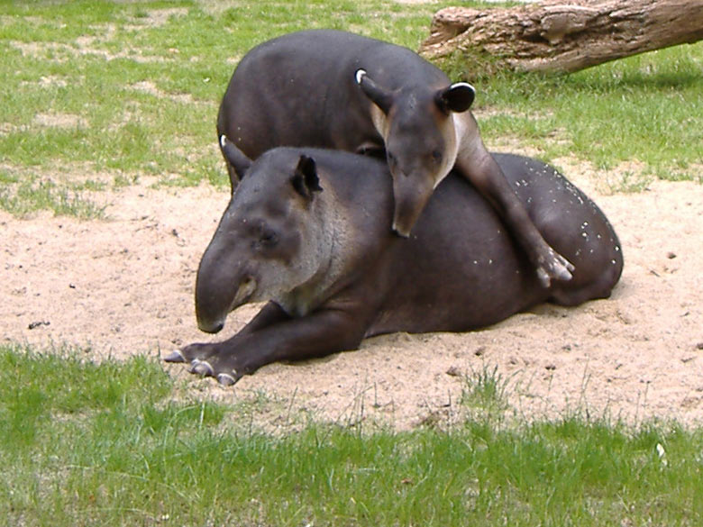 Weiblicher Mittelamerikanischer Tapir mit Jungtier am 24. Mai 2007 auf der Außenanlage am damaligen Tapir-Haus im Zoologischen Garten der Stadt Wuppertal