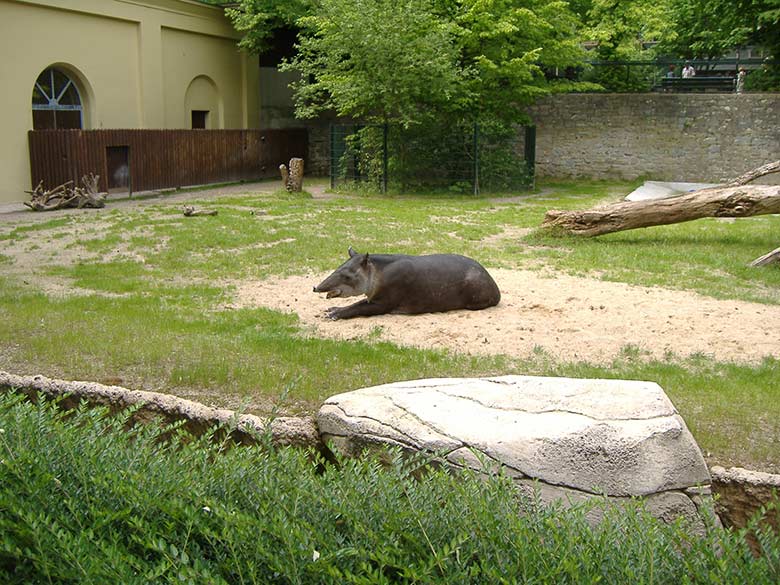 Weiblicher Mittelamerikanischer Tapir am 24. Mai 2007 auf der Außenanlage am damaligen Tapir-Haus im Zoo Wuppertal