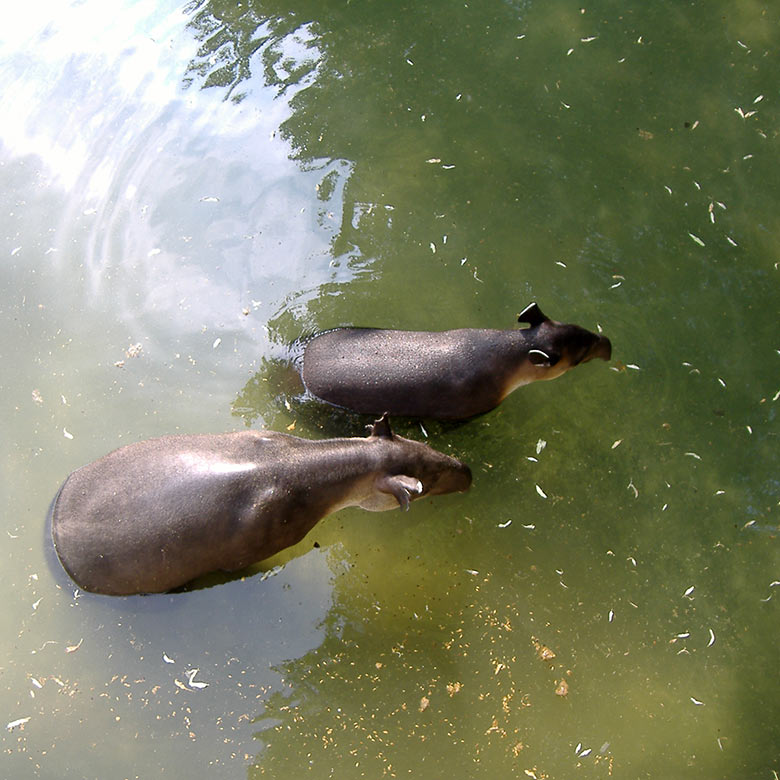 Weiblicher Mittelamerikanischer Tapir mit Jungtier am 24. Mai 2007 im Wasser der Außenanlage am damaligen Tapir-Haus im Wuppertaler Zoo