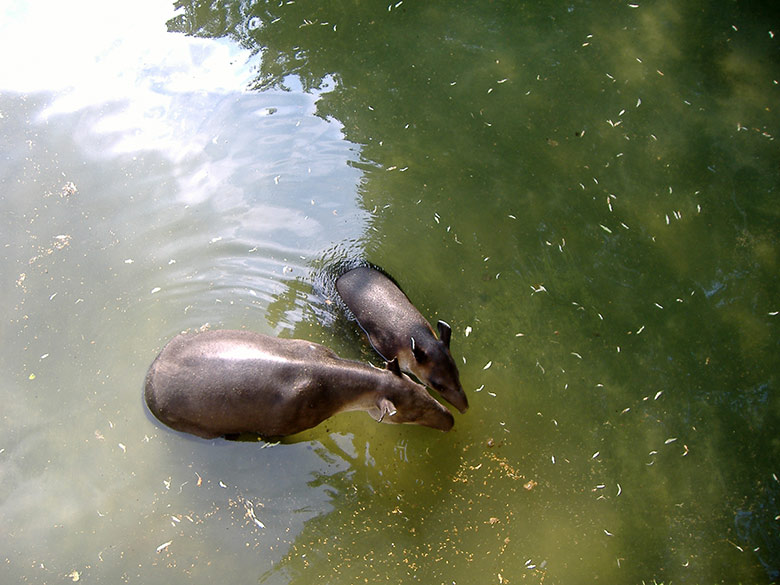 Weiblicher Mittelamerikanischer Tapir mit Jungtier am 24. Mai 2007 im Wasser der Außenanlage am damaligen Tapir-Haus im Grünen Zoo Wuppertal