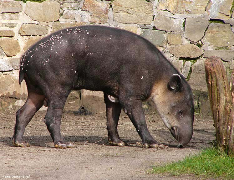 Mittelamerikanischer Tapir im Wuppertaler Zoo 2008 (Foto Dieter Kraß)