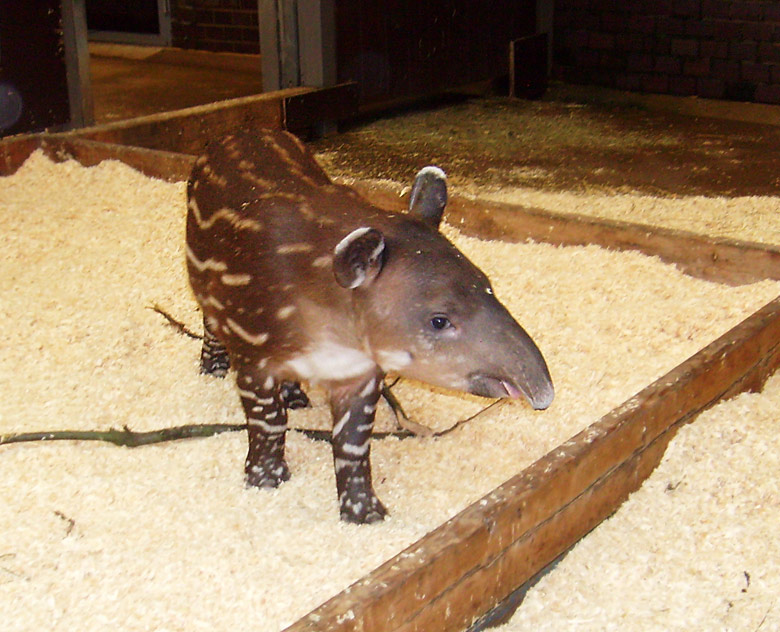 Mittelamerikanischer Tapir im Zoologischen Garten Wuppertal im Oktober 2009