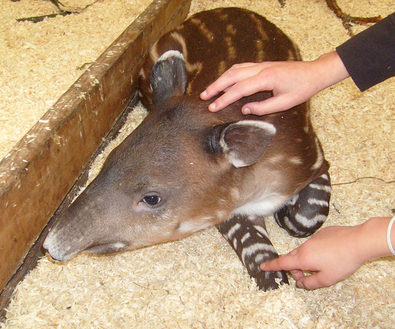 Mittelamerikanischer Tapir im Zoologischen Garten Wuppertal im Oktober 2009