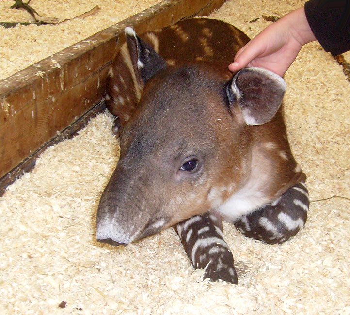 Mittelamerikanischer Tapir im Wuppertaler Zoo im Oktober 2009