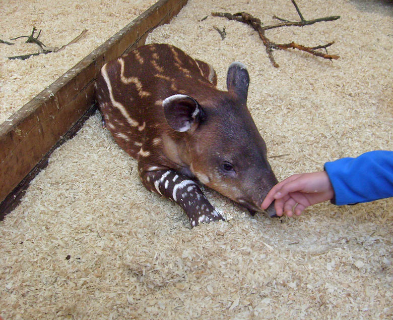 Mittelamerikanischer Tapir im Zoo Wuppertal im Oktober 2009