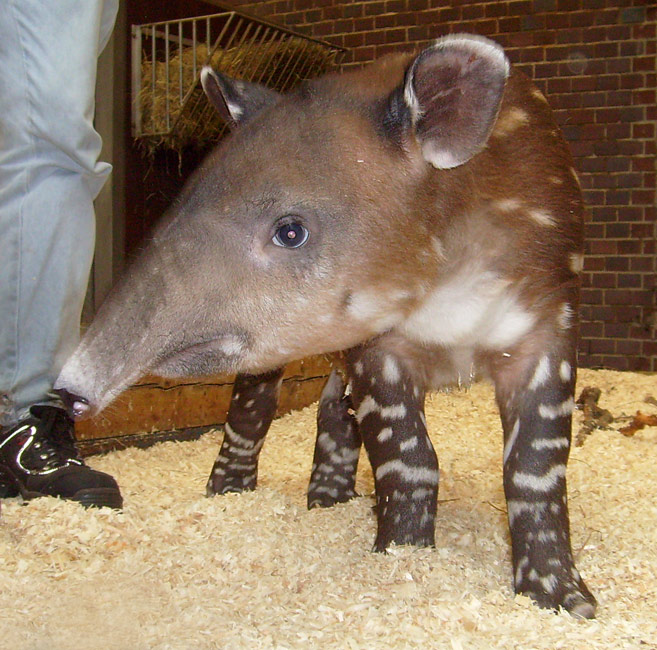 Mittelamerikanischer Tapir im Zoologischen Garten Wuppertal im Oktober 2009