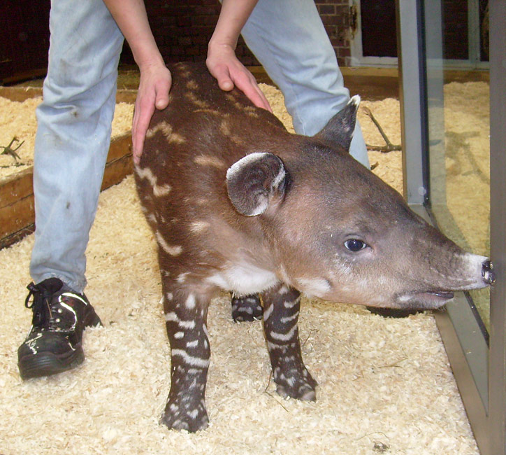 Mittelamerikanischer Tapir im Wuppertaler Zoo im Oktober 2009