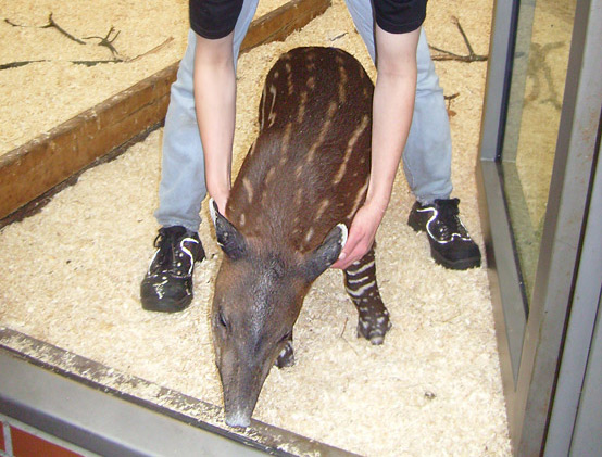 Mittelamerikanischer Tapir im Zoo Wuppertal im Oktober 2009