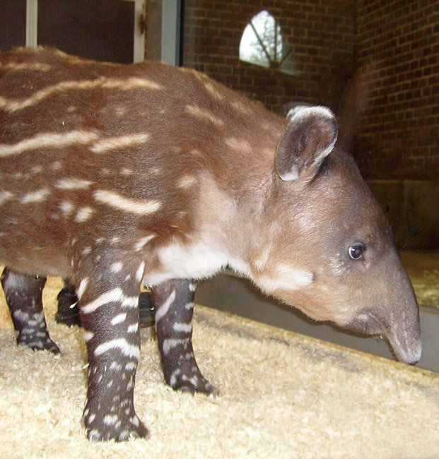 Mittelamerikanischer Tapir im Zoologischen Garten Wuppertal im Oktober 2009