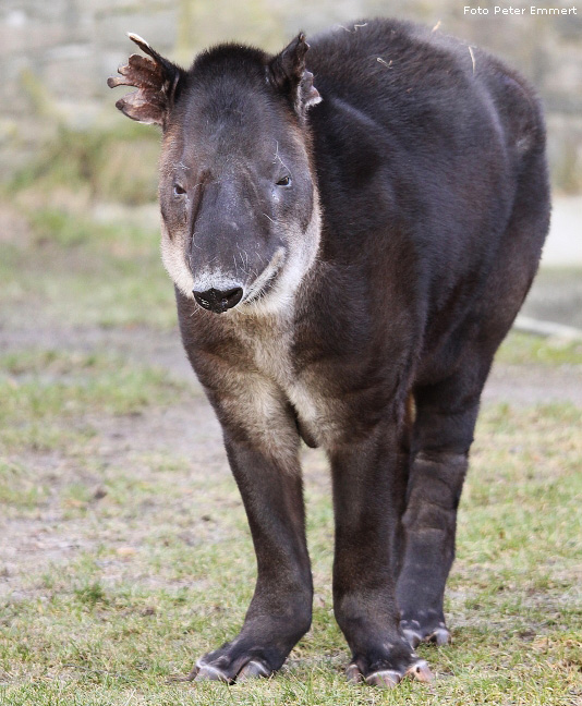 Mittelamerikanischer Tapir im Wuppertaler Zoo im Januar 2009 (Foto Peter Emmert)