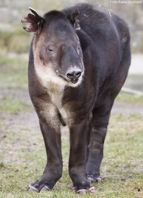 Mittelamerikanischer Tapir im Zoo Wuppertal im Januar 2009 (Foto Peter Emmert)