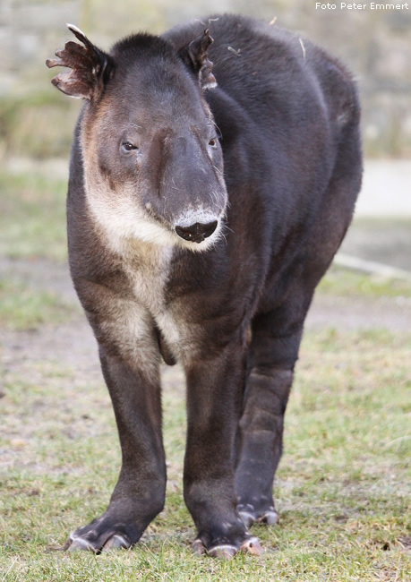 Mittelamerikanischer Tapir im Zoologischen Garten Wuppertal im Januar 2009 (Foto Peter Emmert)