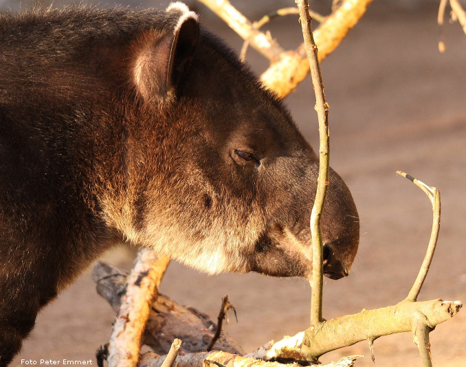 Mittelamerikanischer Tapir im Wuppertaler Zoo im Januar 2009 (Foto Peter Emmert)