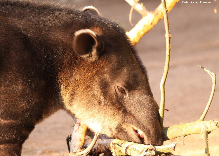 Mittelamerikanischer Tapir im Zoo Wuppertal im Januar 2009 (Foto Peter Emmert)