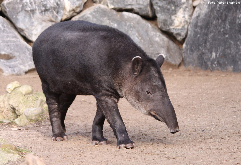 Mittelamerikanischer Tapir im Zoologischen Garten Wuppertal im Februar 2009 (Foto Peter Emmert)