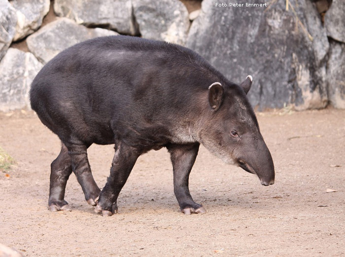 Mittelamerikanischer Tapir im Wuppertaler Zoo im Februar 2009 (Foto Peter Emmert)