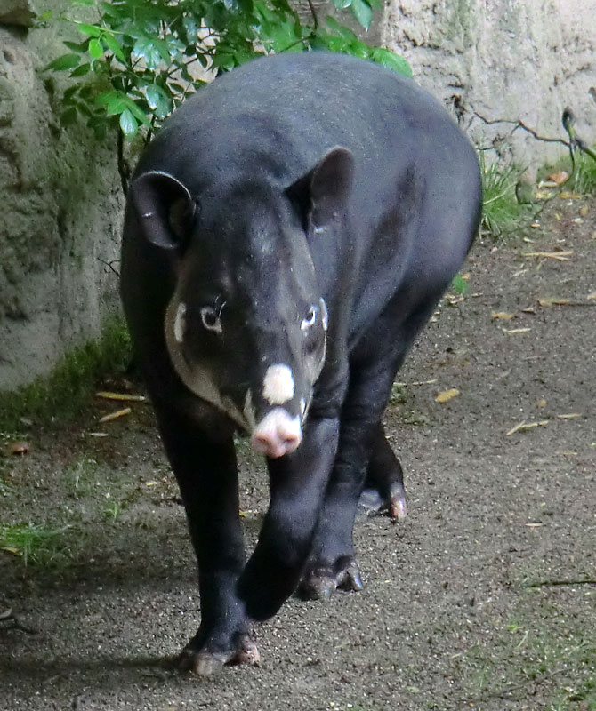 Mittelamerikanischer Tapir im Wuppertaler Zoo am 20. Mai 2013