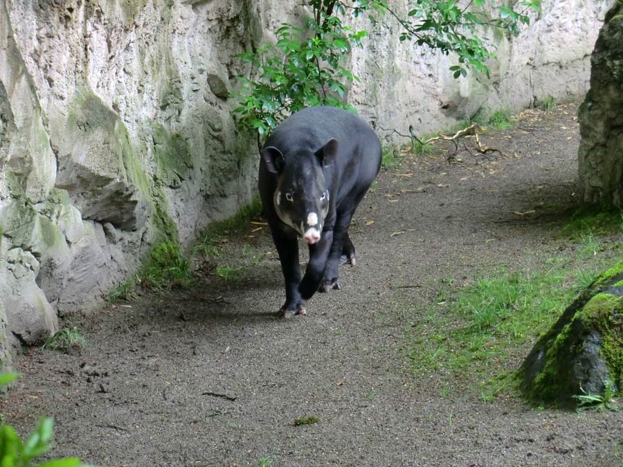 Mittelamerikanischer Tapir im Zoo Wuppertal am 20. Mai 2013