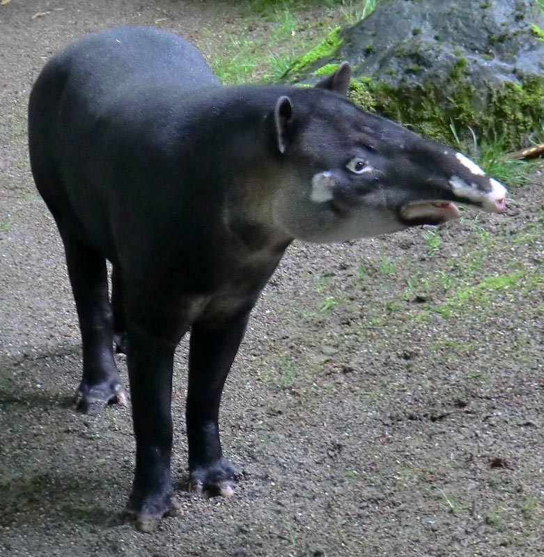 Mittelamerikanischer Tapir im Zoo Wuppertal am 20. Mai 2013