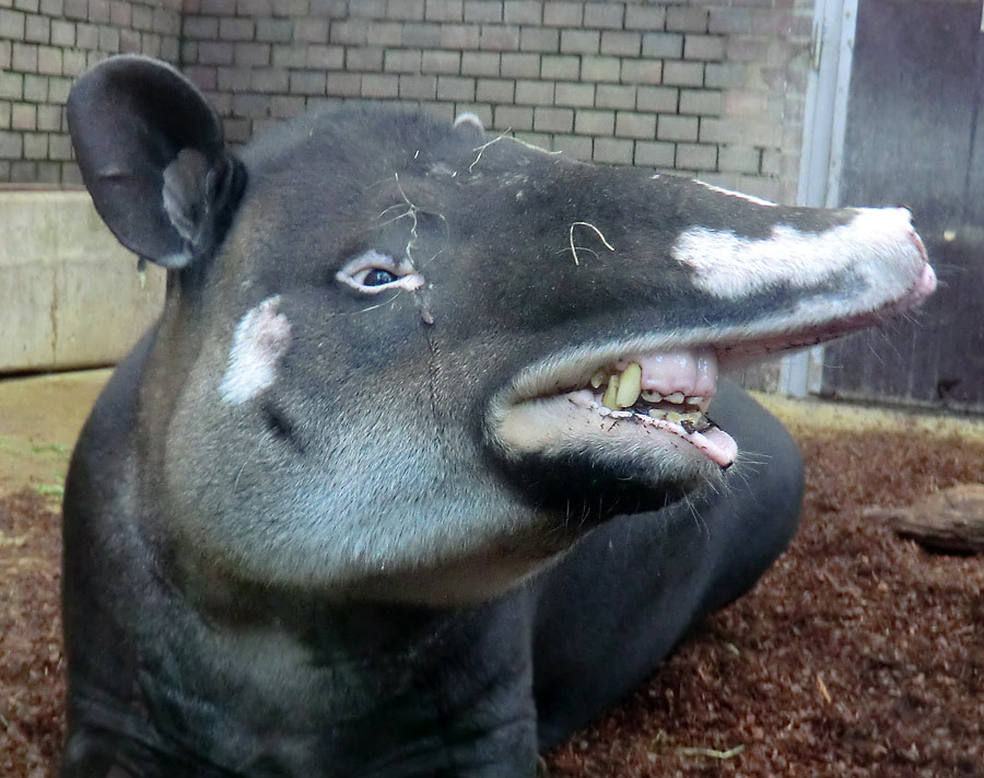 Mittelamerikanischer Tapir im Zoo Wuppertal am 9. Juni 2013