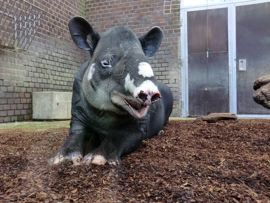 Mittelamerikanischer Tapir im Wuppertaler Zoo am 9. Juni 2013