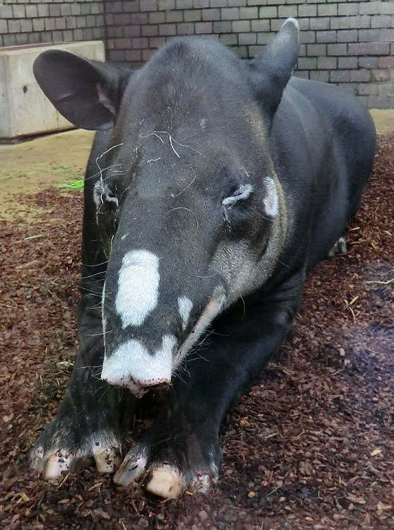 Mittelamerikanischer Tapir im Wuppertaler Zoo am 9. Juni 2013