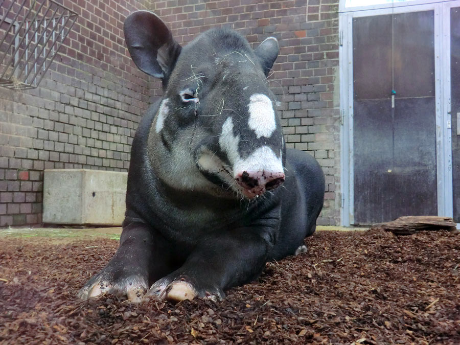 Mittelamerikanischer Tapir im Zoo Wuppertal am 9. Juni 2013