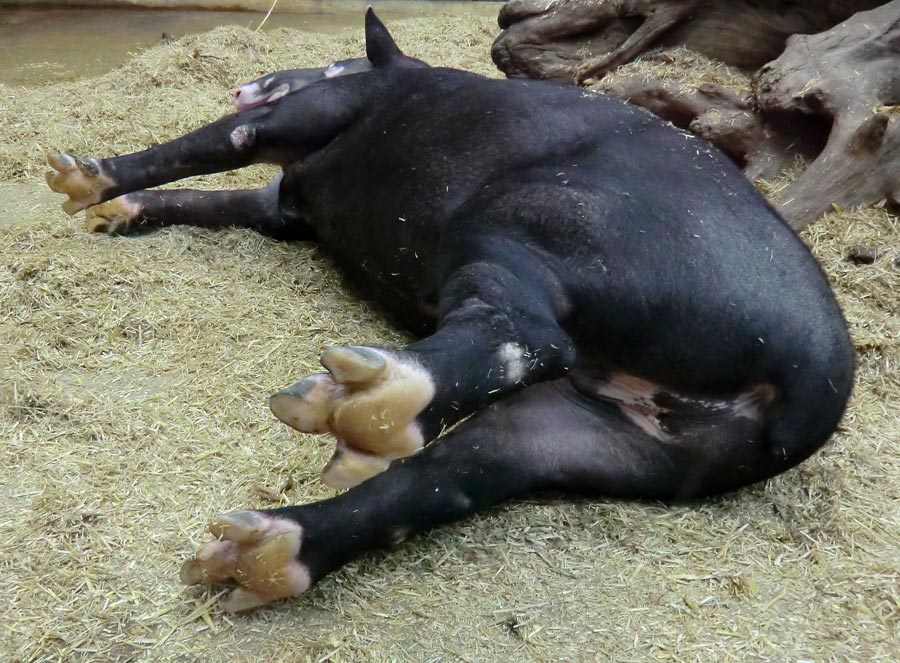 Mittelamerikanischer Tapir im Zoologischen Garten Wuppertal am 31. Oktober 2013