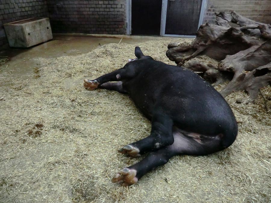 Mittelamerikanischer Tapir im Zoo Wuppertal am 31. Oktober 2013