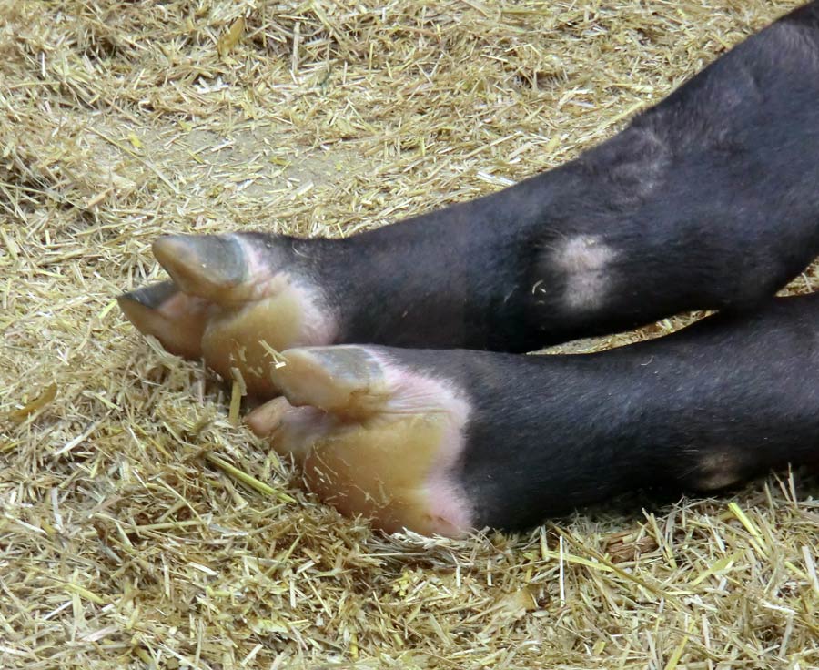 Mittelamerikanischer Tapir im Wuppertaler Zoo am 31. Oktober 2013