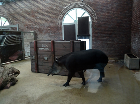 Mittelamerikanischer Tapir BONITA am 11. August 2015 vor der bereitgestellten Transportkiste im Südamerikahaus im Grünen Zoo Wuppertal