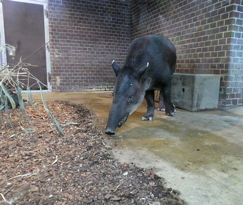 Mittelamerikanisches Tapir Weibchen SUSANNA am 2. April 2018 im Südamerikahaus im Grünen Zoo Wuppertal