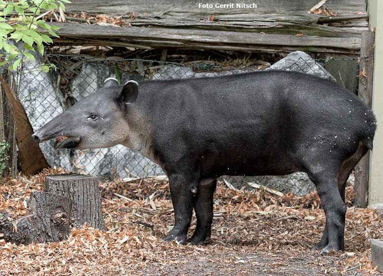 Mittelamerikanisches Tapir-Weibchen SUSANNA am 21. August 2018 auf der Außenanlage am Südamerikahaus im Zoologischen Garten Wuppertal (Foto Gerrit Nitsch)