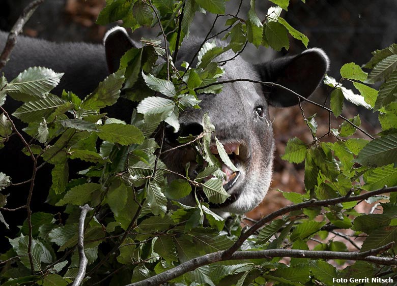 Mittelamerikanisches Tapir-Weibchen SUSANNA am 21. August 2018 auf der Außenanlage am Südamerikahaus im Grünen Zoo Wuppertal (Foto Gerrit Nitsch)