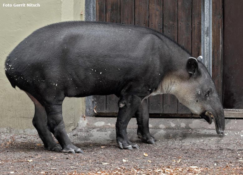 Mittelamerikanisches Tapir-Weibchen SUSANNA am 21. August 2018 auf der Außenanlage am Südamerikahaus im Zoo Wuppertal (Foto Gerrit Nitsch)