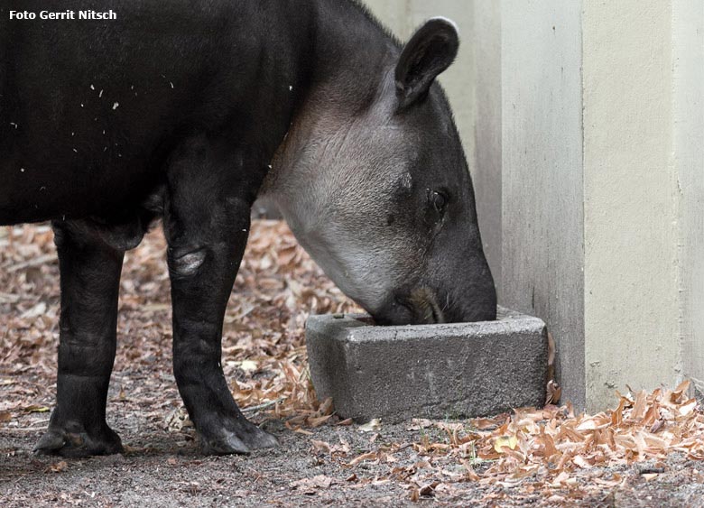 Mittelamerikanisches Tapir-Weibchen SUSANNA am 21. August 2018 auf der Außenanlage am Südamerikahaus im Wuppertaler Zoo (Foto Gerrit Nitsch)