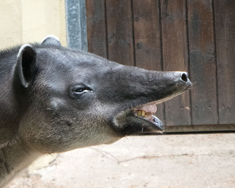 Mittelamerikanisches Tapir-Weibchen SUSANNA am 10. Juli 2019 auf der Außenanlage am Südamerika-Haus im Grünen Zoo Wuppertal