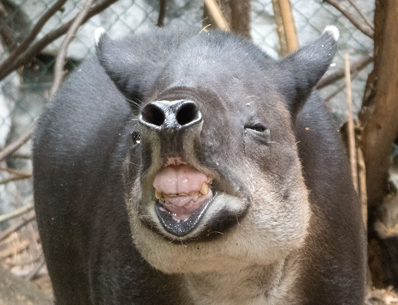 Mittelamerikanisches Tapir-Weibchen SUSANNA am 10. Juli 2019 auf der Außenanlage am Südamerika-Haus im Zoologischen Garten Wuppertal