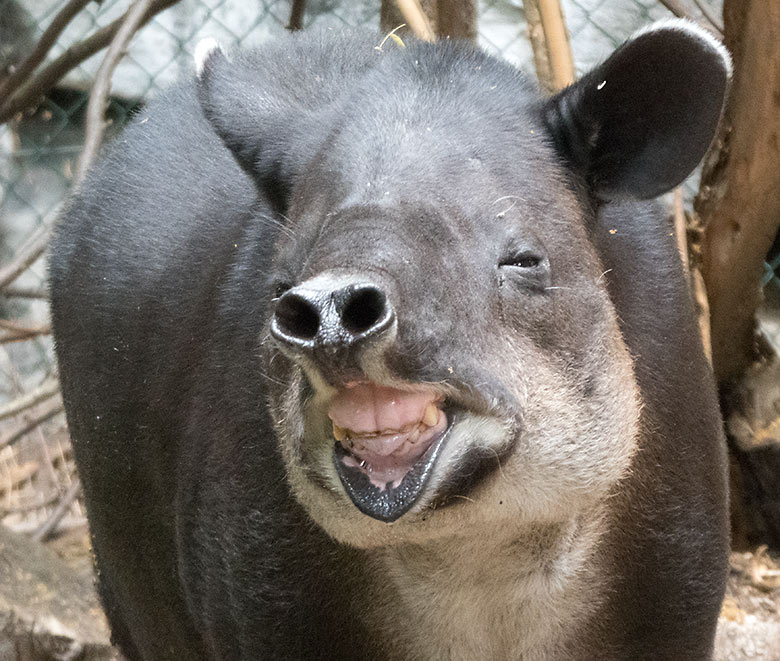 Mittelamerikanisches Tapir-Weibchen SUSANNA am 10. Juli 2019 auf der Außenanlage am Südamerika-Haus im Wuppertaler Zoo