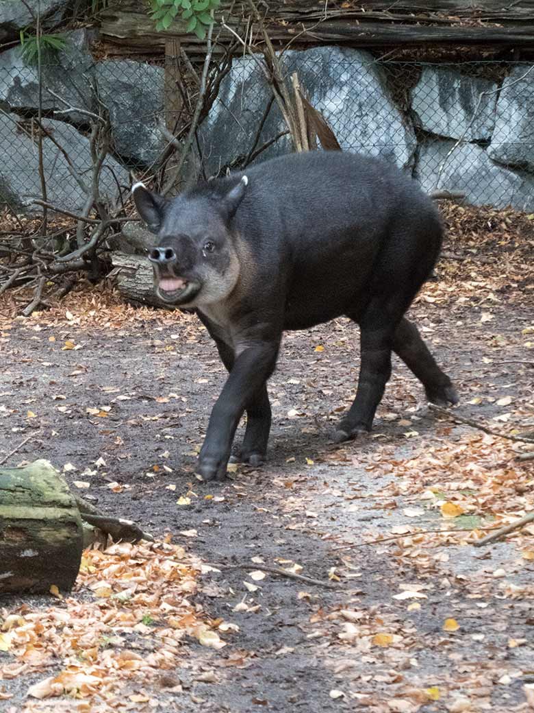 Mittelamerikanisches Tapir-Weibchen SUSANNA am 9. Oktober 2019 auf der Außenanlage am Südamerika-Haus im Zoologischen Garten Wuppertal